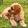 Camila Lopez avatar